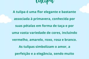  - Colgio Estrela Srius