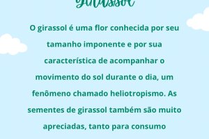  - Colgio Estrela Srius